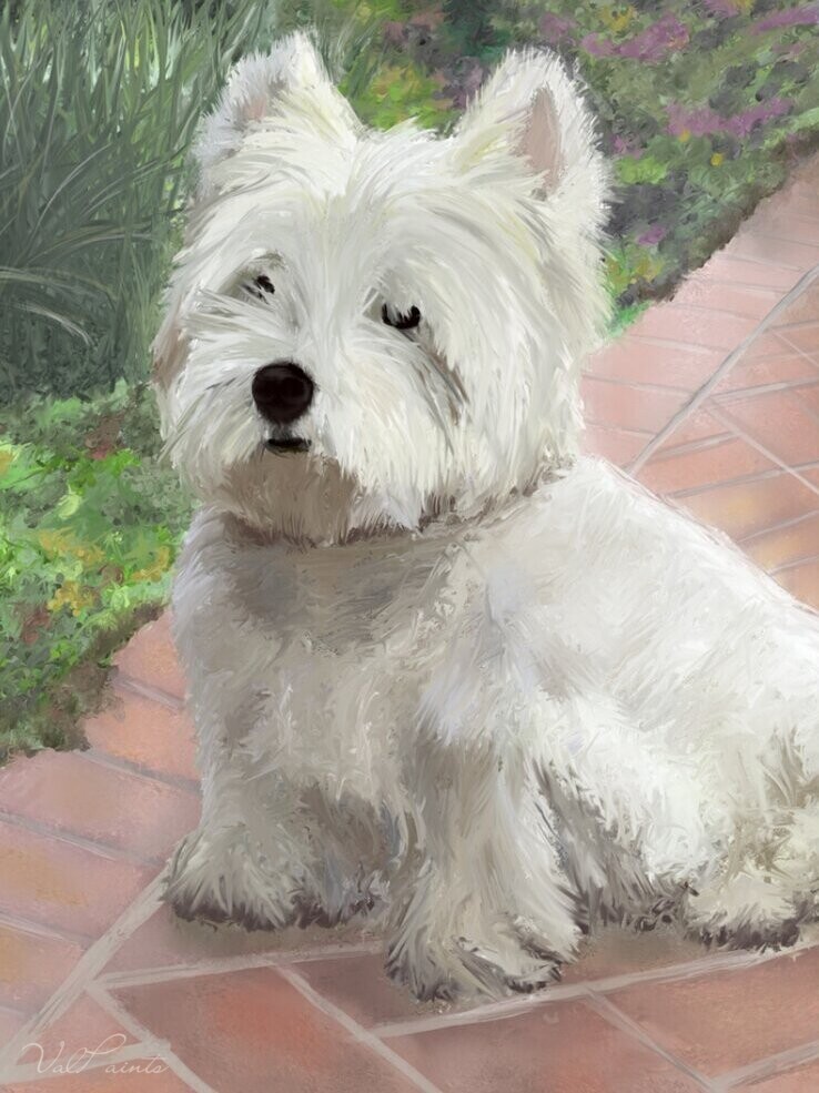 Hand-painted portrait of a west highland terrier sitting on a garden path