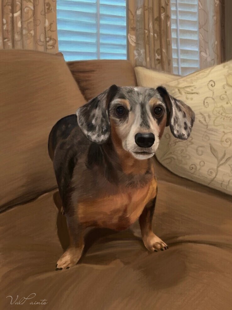 Hand-painted portrait of a dapple dachshund standing on a sofa