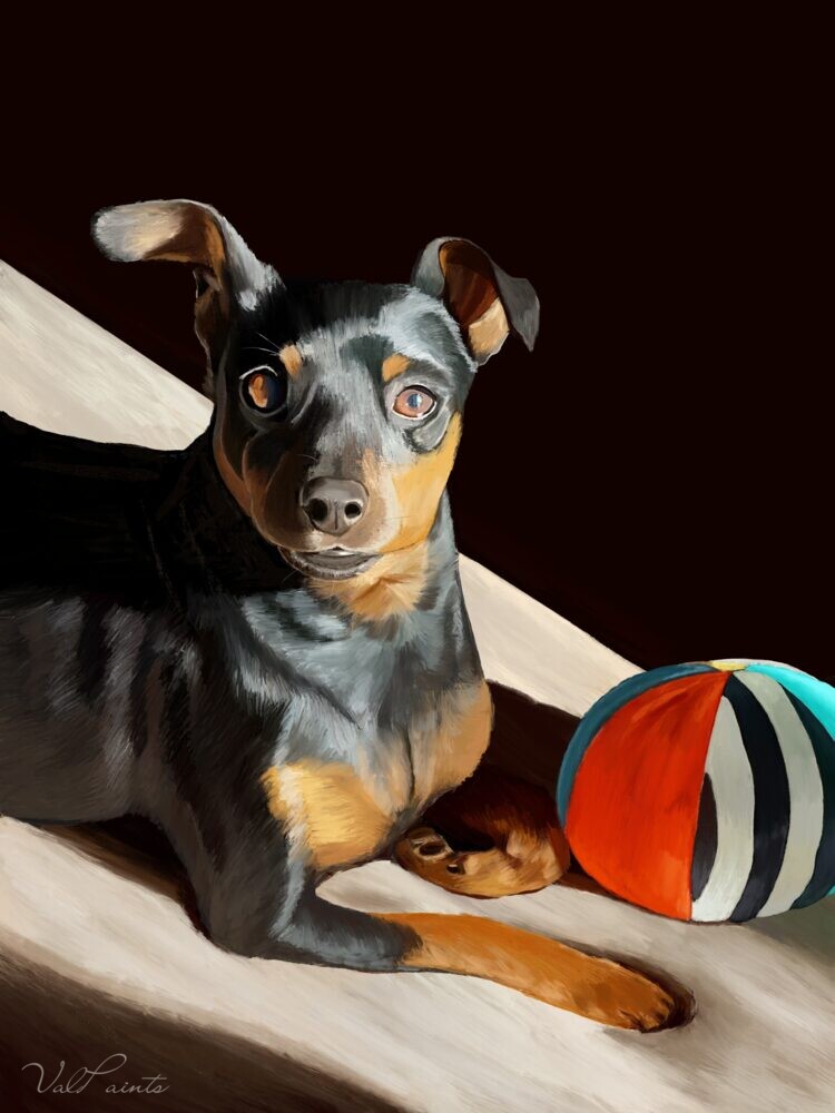 Hand-painted portrait of a miniature pinscher lying in a sunbeam beside a striped ball